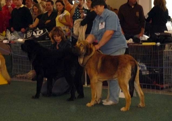 Cueto de Buxionte: exc & Motley House Olo Lukoe: exc - Young Class Males, World Dog Show 2009, Bratislava
