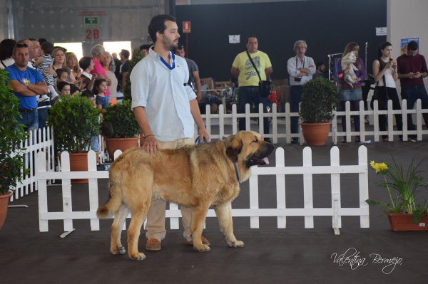 Curro de la Vega Odiel - Intermedia Machos, Badajoz, Spain 10.05.2015
Keywords: 2015