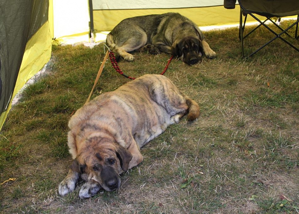 Club dog show KMDPP, Rychety, Czech Republic - 04.10.2015
Keywords: 2015