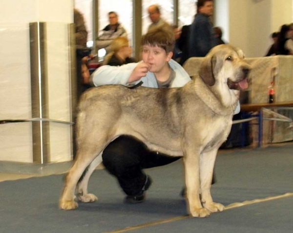 Lady Carla Tornado Erben (Open Class Females): Very Good 1, in junior handler 3. place - International Dog Show, Tallinn, 13-14.02.2009
(Basil Mastifland x Florita Maja Tornado Erben)
Born: 13.12.2006

Keywords: 2009