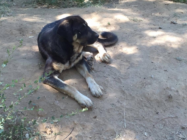 Dama de Cueto Negro
Kľúčové slová: segar