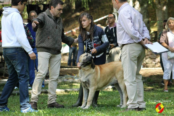 Cachorras hembras: Dama de Autocan - Barrios de Luna 16.09.2014
(Kas de Autocan X Paloma de Autocan
Keywords: 2014 autocan