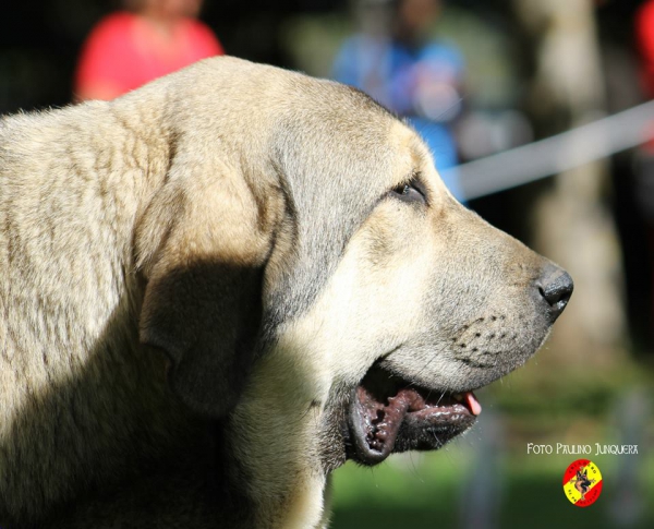 Dama de La Majada los Robles - Barrios de Luna 16.09.2014
Aquiles de La Majada Los Robles X Galia de La Majada Los Robles
Keywords: 2014 majada head portrait cabeza