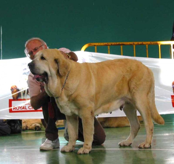 Dama de Fontanar - EXC. 1 CAC, Best Female - Open Class Females - XXV Monográfica AEPME Agoncillo, La Rioja, Spain - 30.10.2005
(Rubi de Montes del Pardo x Kenia de Fontanar)
Born: 06.01.2002
Breeder: Jésus Salido - Owner: Sergio de Salas  

Keywords: 2005 pardo