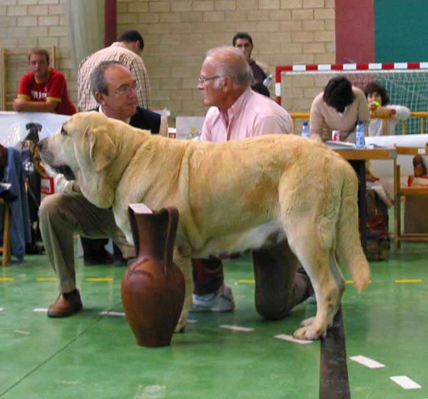 Dama de Fontanar - EXC. 1 CAC, Best Female - Open Class Females, XXV Monográfica AEPME Agoncillo, La Rioja, Spain - 30.10.2005
(Rubi de Montes del Pardo x Kenia de Fontanar)
Born: 06.01.2002
Breeder: Jésus Salido - Owner: Sergio de Salas 



Keywords: 2005 pardo