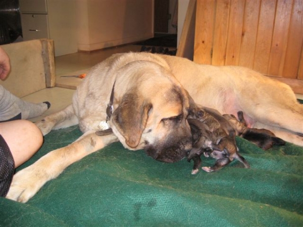 Morsa de Galisancho (Darla) and her puppies born 28.10.2007
Keywords: himmelberg