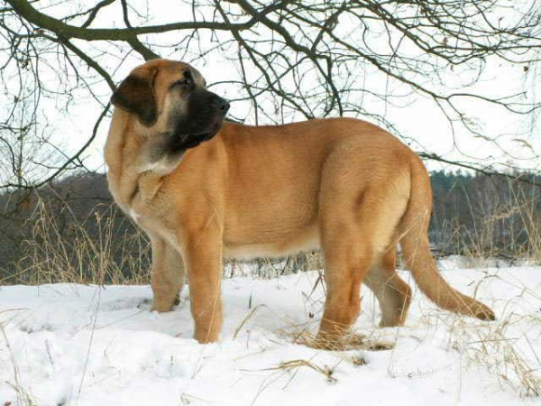 Mastín Español Photo of December 2005
Amiga Zula Bis Mastibe (6 months old) 

(Ich. Enamorado Ernesto Mastibe x Ich. Feya Mastibe)
Born: 31-05-2005 

Keywords: calvero snow nieve