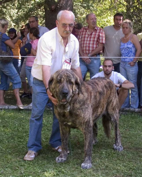 Delco de Autocan - EXC. 3 Open Class Males, Barrios de Luna 10.09.2006
(Madero de Autocan x Carxo Cenicienta) 
Born: 16.10.2003 - Breeder & owner: Isidro García Suárez 
Keywords: 2006 autocan