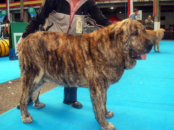 Delco de Autocan - Open Class Males: EXC. 2 - National & International Show, Torrelavega, Cantabria - 18-19.03.2006 
Owner: Isidro García Suárez 

Keywords: 2006 autocan