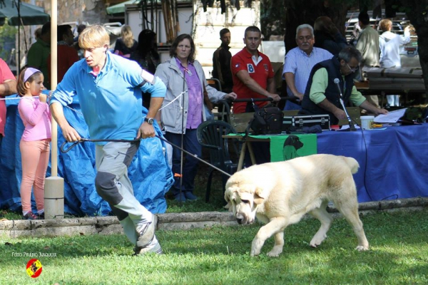 Cachorros machos, muy bueno 2º: Diablo de Montes del Pardo - Barrios de Luna 16.09.2014
Keywords: 2014 pardo