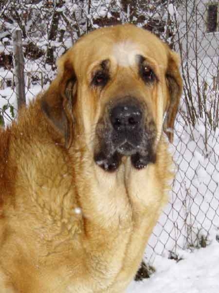 Dora z Kraje Sokolu
(Alto del Grande Creta Lago x Aylen z Kraje Sokolu) 
Keywords: sokolu head portrait cabeza snow nieve