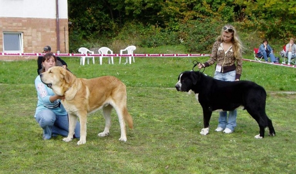 Jorgito Tornado Erben: Exc. 1, CAC, Club Winner, BOB & Ares Spod Okruhlej Vinice - Exc.1, CAC - Slovak Club Show, Slovakia 06.10.2007
Jorgito: Exc. 1, CAC, Club Winner, BOB  (Open Class Males) - Druso de la Aljabara x Cassandra Tornado Erben
Ares: Exc.1, CAC (Champion Class Males) - Baskervil Mastibe x Britta Priehrada)

Keywords: 2007