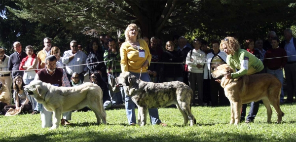 Puppy Class Females - Clase Cachorros Hembras, Barrios de Luna 14.09.2008
Ключови думи: 2008