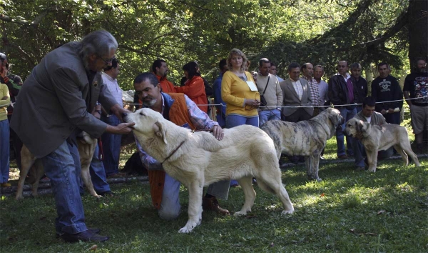 Puppy Class Females - Clase Cachorros Hembras, Barrios de Luna 14.09.2008
Keywords: 2008