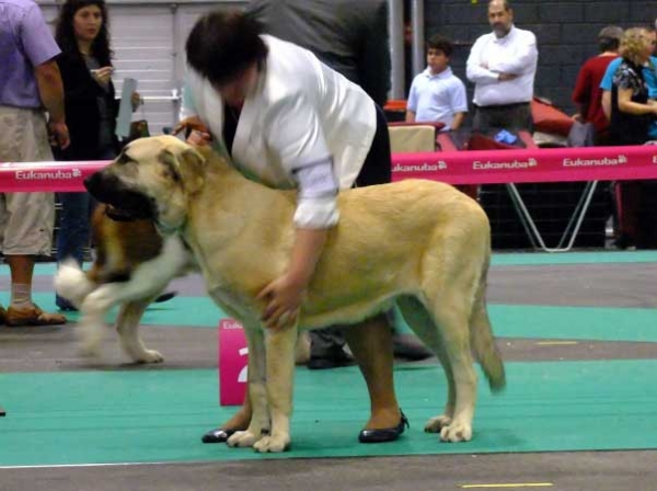 Duero Tierra Orbigo: 2nd place, Young Class Males - Euro Dog Show, Leeuwarden, Holland - 03.09.2011
(Sargon de Filandon x Agata de Tierra Orbigo)
Born 07.11.2010

Photo: Lenka Erbenova, kennel Tornado Erben


Kľúčové slová: euro 2011