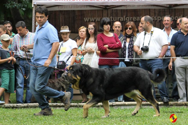 Abierta hembras EXC 1 & BIS: Duna Negra de Puerto Canencia - Barrios de Luna 14.09.2014
(Kimbo X Linaza de Filandón
Keywords: 2014 canencia