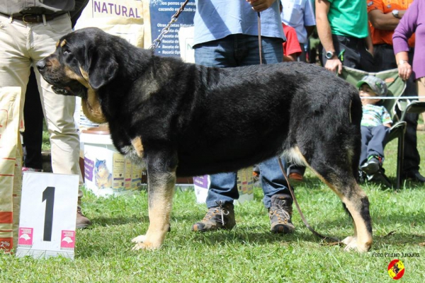 Abierta hembras EXC 1 & BIS: Duna Negra de Puerto Canencia - Barrios de Luna 14.09.2014
(Kimbo X Linaza de Filandón)
Keywords: 2014 canencia