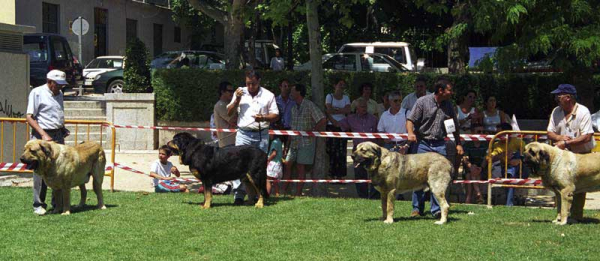 Duque del Valle de Santiago, Truman, Cronos & Pegaso de Autocan - Open Class Males Especial Razas Españolas, El Escorial, Madrid, 19.07.1998 
Duque: (Poli de las Cañadas x Luna) Born: 10.04.1994 - Breeder & owner: Cecilio López Prieto.
Truman: (Ch. Tigre x Nuca) Born: 28.04.1993 - Breeder: Luis Rabanal, owner: Agustín Fernández Díez 
Cronos: (Don de Isla Perdida x Bribona de Guanartena) Born: 19.03.1995 - Breeder: Francisco Benito
Pegaso: (Opel x Dama-Robla de Autocan) Born: 19.07.1993 - Breeder & owner: Isidro García Suárez
Keywords: 1998