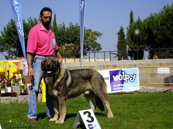 Duque de Reciecho: Exc. 3 - Intermediate Class Males, XXVII Monográfica AEPME, 15.09.2007
Keywords: 2007 reciecho