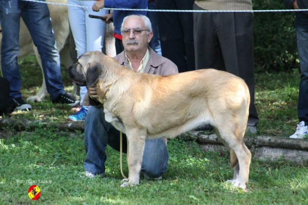 Cachorras hembra: Duquesa de Autocan - Barrios de Luna 16.09.2014
(Kas de Autocan X Paloma de Autocan)
Keywords: 2014 autocan