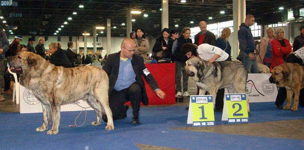 CYPRESS HILL LU DAREVA: EXC 1, CAC, CACIB - European Winner & ?? - CACIB Males - Euro Dog Show 2008, Budapest, Hungary 03-05.10.2008
CYPRESS HILL LU DAREVA: (Enamorado Ernesto Mastibe x Franchesca Mastibe)


Keywords: 2008