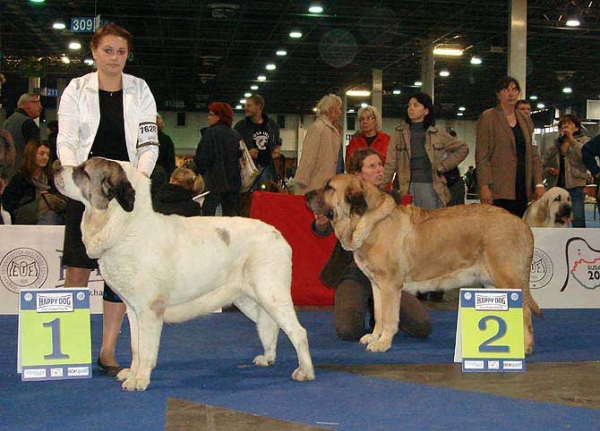 MOTLEY HOUSE LUXURY SPRING DAY: EXC 1, CAC, CACIB, BOB - European Winner & RICA FRE-SU: EXC 2, resCAC
MOTLEY HOUSE LUXURY SPRING DAY: (Asocarronado Ha-La-Mu x Hata Fi-It)
RICA FRE-SU: (Enamorado Ernesto Mastibe x Astra Dobra Rasa)

Keywords: 2008