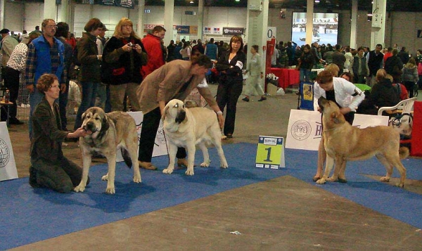 ESPERANZA FRE-SU: EXC 2, resCAC, LOIS TORNADO ERBEN: EXC 1, CAC resCACIB & ?? - Intermediate Class Females - Euro Dog Show 2008, Budapest, Hungary 03-05.10.2008
ESPERANZA FRE-SU: (Sanson del Dharmapuri x Lori Fre-Su)
LOIS TORNADO ERBEN: (Basil Mastifland x Florita Maja Tornado Erben)
??


Keywords: 2008