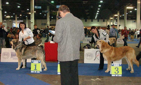 MOTLEY HOUSE URFIN LUCKY JOY: EXC 1, CAC, resCACIB & JORGITO TORNADO ERBEN: EXC 3 - Open Class Males - Euro Dog Show 2008, Budapest, Hungary 03-05.10.2008
MOTLEY HOUSE URFIN LUCKY JOY: (Antol Vici Drap x Motley House G'Queen Papilon)
JORGITO TORNADO ERBEN: (Druso de la Aljabara x Cassandra Tornado Erben)



Keywords: 2008