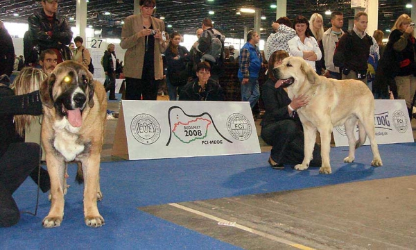 ARAGON VOM EISINGER LAND: VG 3 & FINO LU DAREVA: VG 2 - Young Class Males - Euro Dog Show 2008, Budapest, Hungary 03-05.10.2008
ARAGON VOM EISINGER LAND: (Arak z Kraje Sokolu x Luana von Haus vom Steraldted)
FINO LU DAREVA: (Sanson del Dharmapuri x Franchesca Mastibe)

Keywords: 2008