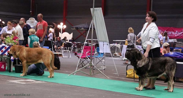 Ring Best Female - Euro Dog Show, Leeuwarden, Holland 03.09.2011
Photo: Iva Jarova, kennel Mastibe
Keywords: euro 2011