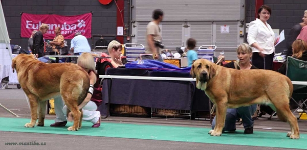 Ring BOB - Euro Dog Show, Leeuwarden, Holland - 03.09.2011
Photo: Iva Jarova, kennel Mastibe
Keywords: euro 2011