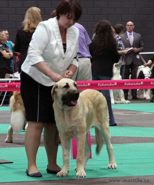 Duero Tierra Orbigo - 2nd place - Young Class Males - Euro Dog Show, Leeuwarden, Holland 03.09.2011
(Sargon de Filandon x Agata de Tierra Orbigo)
Born 07.11.2010

Photo: Iva Jarova, kennel Mastibe


Keywords: euro 2011