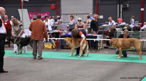 Junior Class Females - Euro Dog Show, Leeuwarden, Holland 03.09.2011
Photo: Iva Jarova, kennel Mastibe
Keywords: euro 2011