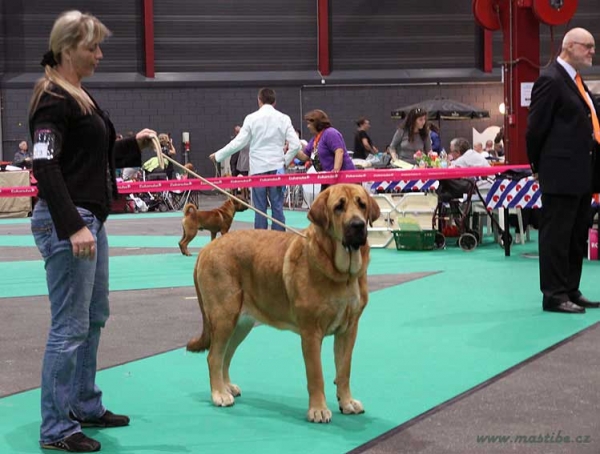 Kayla z Kraje sokolu - exc 1, CAC, Best female, Centenary FCI European Dog show Junior Winner 2011 - Young Class Females - Euro Dog Show, Leeuwarden, Holland 03.09.2011
(Amigo Zeus Bis Mastibe x Feimi z Kraje sokolu)
Born 18.04.2010

Photo: Iva Jarova, kennel Mastibe


Keywords: euro 2011