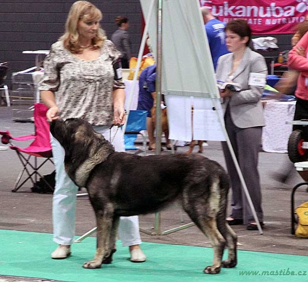 Qwendy Mastibe - exc 2 - Young Class Females - Euro Dog Show, Leeuwarden, Holland 03.09.2011
(Astone del Dharmapuri x Goya Mastibe)
Born 28.06.2010

Photo: Iva Jarova, kennel Mastibe


Keywords: euro 2011