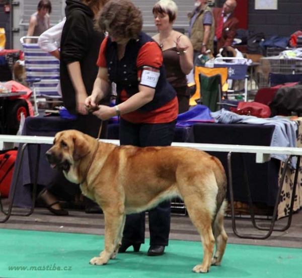 Yolanda Berry Tornado Erben - 3rd place - Young Class Females - Euro Dog Show, Leeuwarden, Netherlands 03.09.2011
(Brutus del Dharmapuri x Sofia Sol Tornado Erben)
Born 17.08.2010

Photo: Iva Jarova, kennel Mastibe


Keywords: euro 2011 tornado