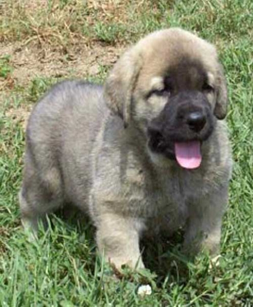 Puppy from Torreanaz
(Llanero de Ablanera x Tina de Babia)  
Born: 01-07-2004  
Keywords: puppyspain puppy cachorro