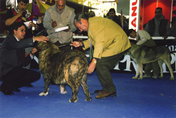 Elia de Mado-En
(Ch. Ciro x Ch. Canica de Mado-En)
Born: 15.08.1994
Breeder & owner: Enrique Martínez López
Keywords: 1997