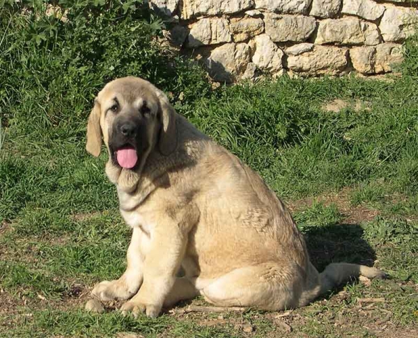Elsa de Fuente Mimbre
(Moroco de Fuente Mimbre x Mariona de Fuente Mimbre) 
Born: 06-01-05
 

Keywords: fuentemimbre puppy cachorro
