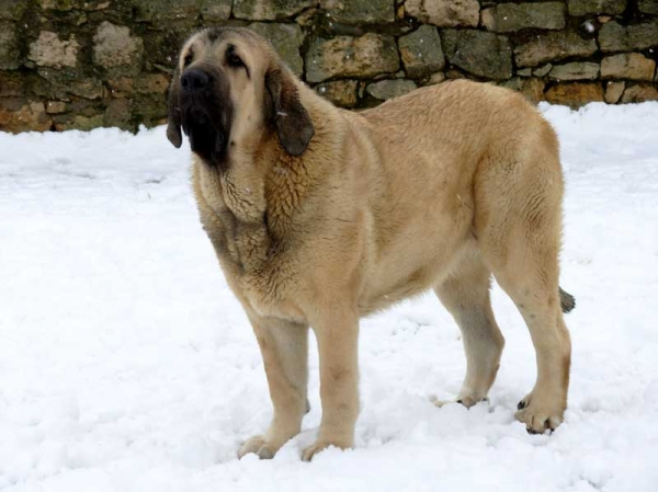 Elsa de Fuente Mimbre - 13 months old
(Moroco de Fuente Mimbre x Mariona de Fuente Mimbre) 
Born: 06-01-05


Keywords: snow nieve