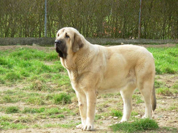 Elsa de Fuente Mimbre
(MOROCO de Fuente Mimbre x MARIONA de Fuente Mimbre)
