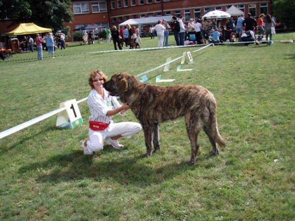 Emperador Lu Dareva: Young Winner (CAJC) & BOB - National Dog Show, Marupe , Latvia, 28.07.2007 & Speciality Show  for FCI group 2, 29.07.2007
(Druso de la Aljabara x Franchesca Mastibe)
Born: 05.10.2006
Keywords: 2007 dambo