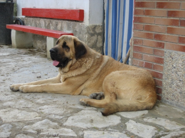 Pampa de Montes del Pardo (con 15 meses) descansando
Keywords: luchan