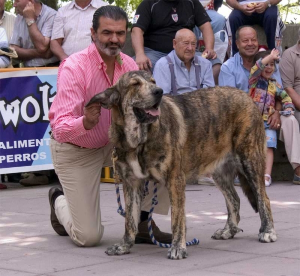 Endrina de Valdejera - Young Class Females - Monográfica AEPME, Valencia de Don Juan 02.09.2006
(Ch. Tajo de la Peña Mora x Cinga z Kraje Sokolu)
Born: 20.05.2005

Keywords: 2006 duelos endrina