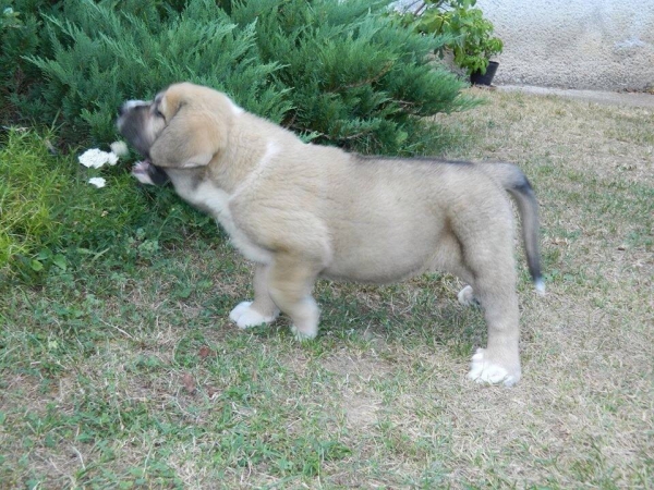 Engus Priehrada
Dali de La Aljabara X Wendeta Tornado Erben
Born 26.06.2013

