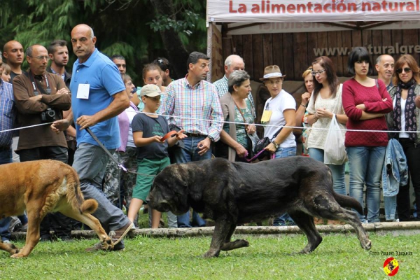 Abierta hembras EXC 2: Enny de Tierra de Órbigo - Barrios de Luna 14.09.2014
(Tigre de Buxionte X Ares de Cueto Negro) 
Keywords: 2014 tierraorbigo