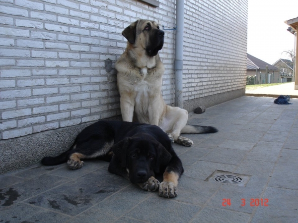 "Diego" Dandy de Tierra de Orbigo and Gregor La Bande à Gro at young age
Diego: Balak de Tierra de Órbigo X Agata de Tierra de Órbigo
Gregor: Drenko de Filandon X Manchas de los Piscardos
Keywords: erwin