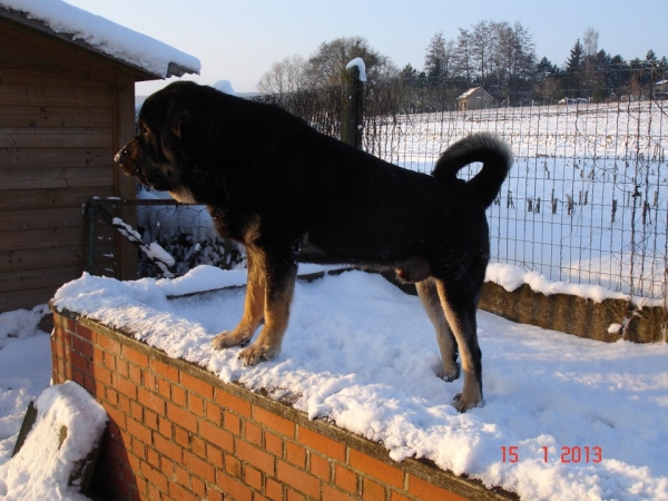 Gregor la Bande à Gro at 15 months
Drenko de Filandon X Manchas de los Piscardos
Keywords: snow nieve erwin