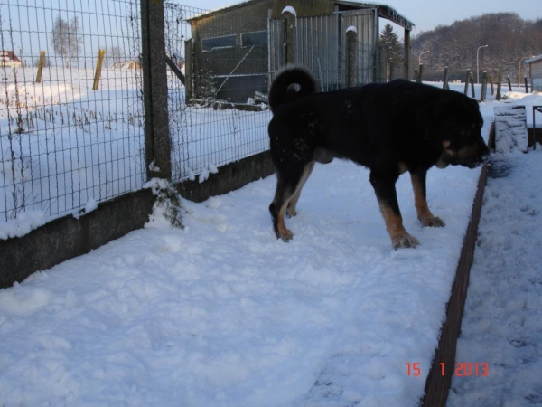 Gregor la Bande à Gro at 15 months
Drenko de Filandon X Manchas de los Piscardos
Keywords: erwin snow nieve