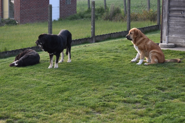 Ivan de la Bande à Gro, Ingo de Tierra de Orbigo and Neron
The one lying on the ground is Ivan de la Bande à Gro about 6 years old now, and the standing one is Ingo de Tierra de Orbigo about 3,5 years now. The one sitting is Neron about 9 months old and a grandson of Dandy de Tierra de Órbigo x Fiona from mothers side, and Galack de la Bande a Gro X Sofia Sol Tornado Erben from mothers side
